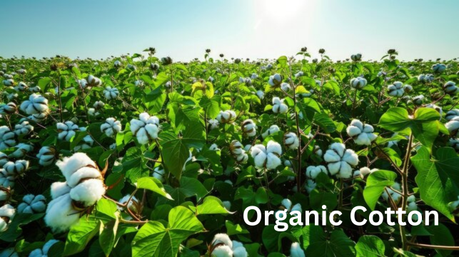 Organic Cotton Organic Cotton
