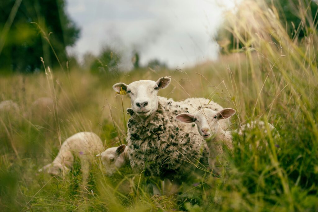 sheep farm