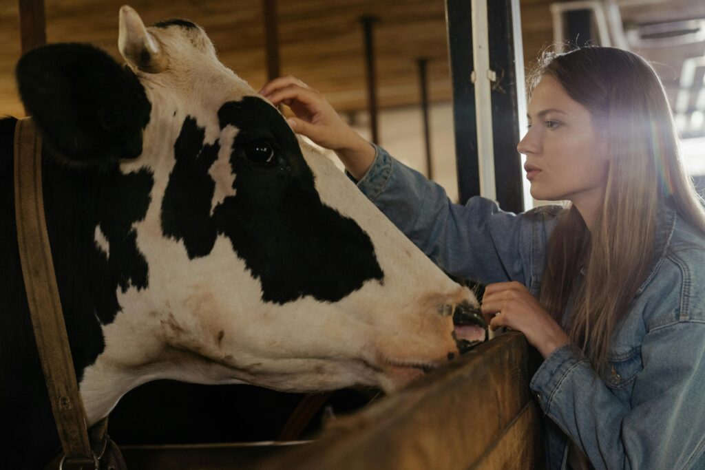 cow farm