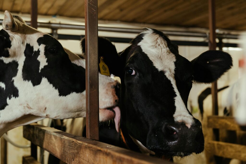 cow farm