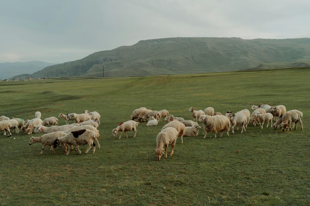 sheep farm