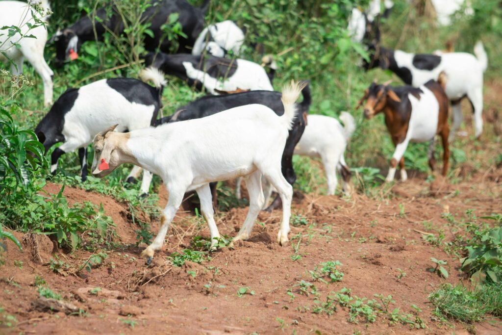 goat farming