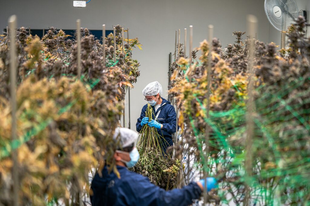 biodynamic farming