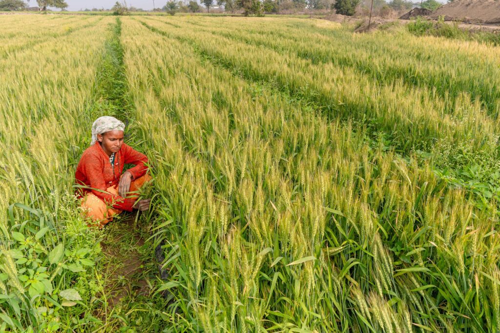 Conventional Farming