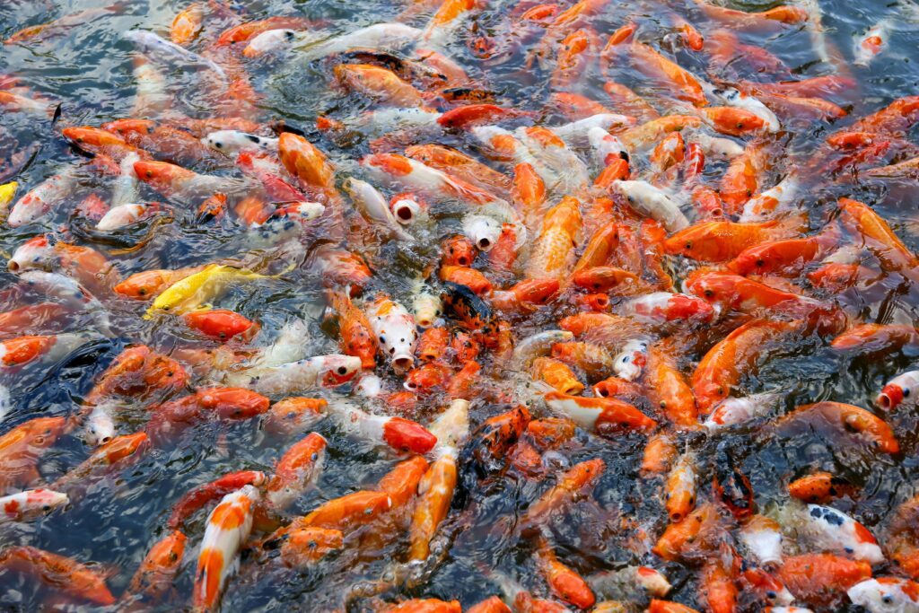 fish farming