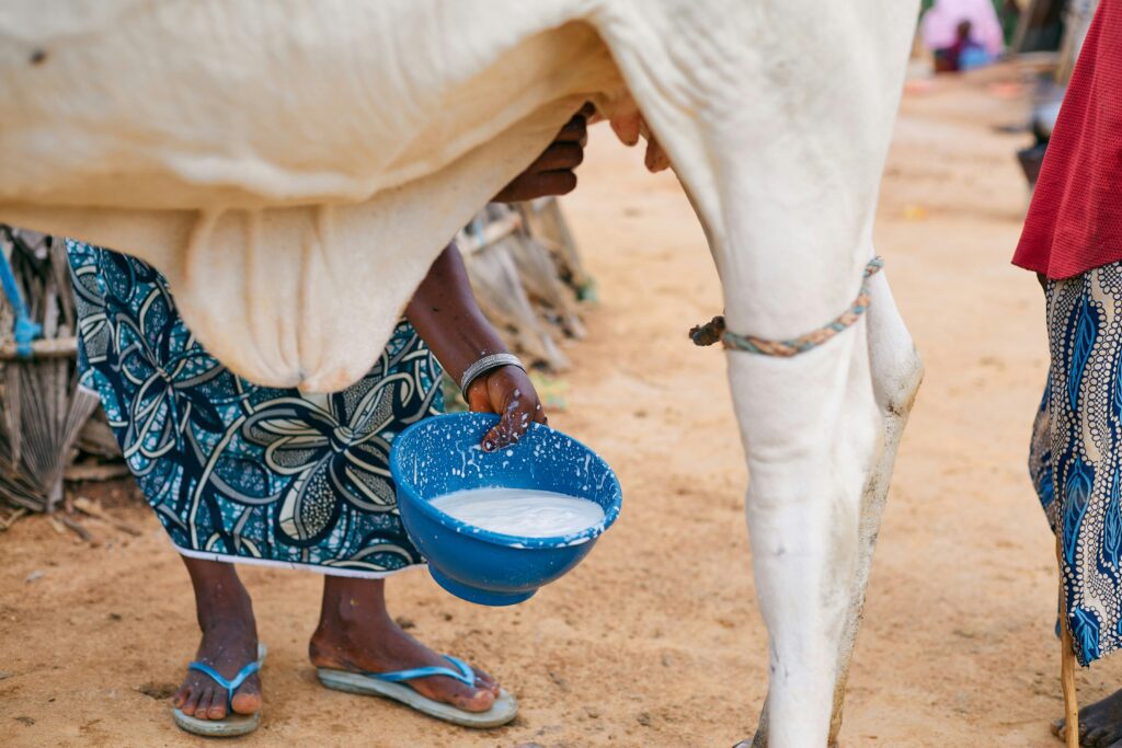 A person milking a white cow into a blue bowl, with milk splashing inside the bowl as the cow stands on sandy ground.