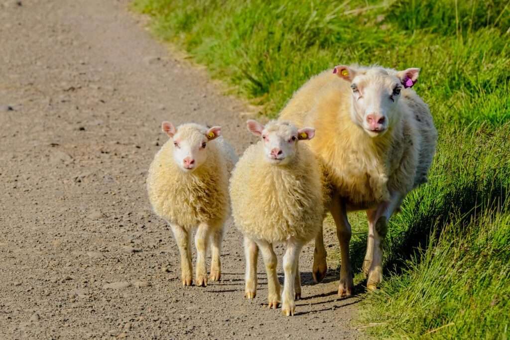 sheep farm