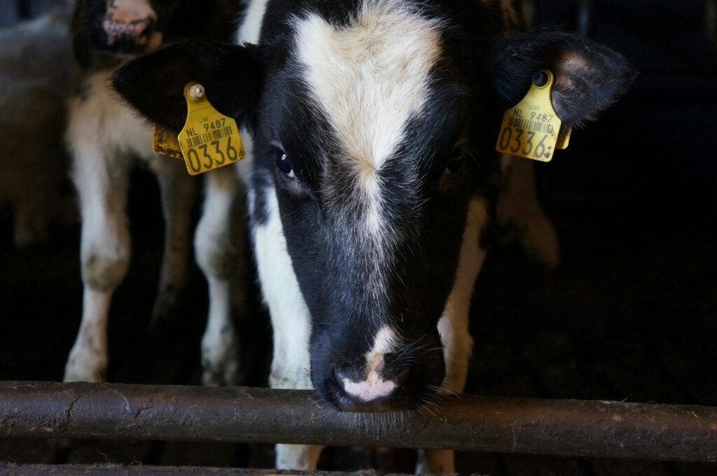 cow farm