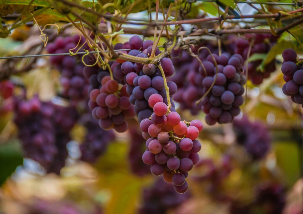 biodynamic farming