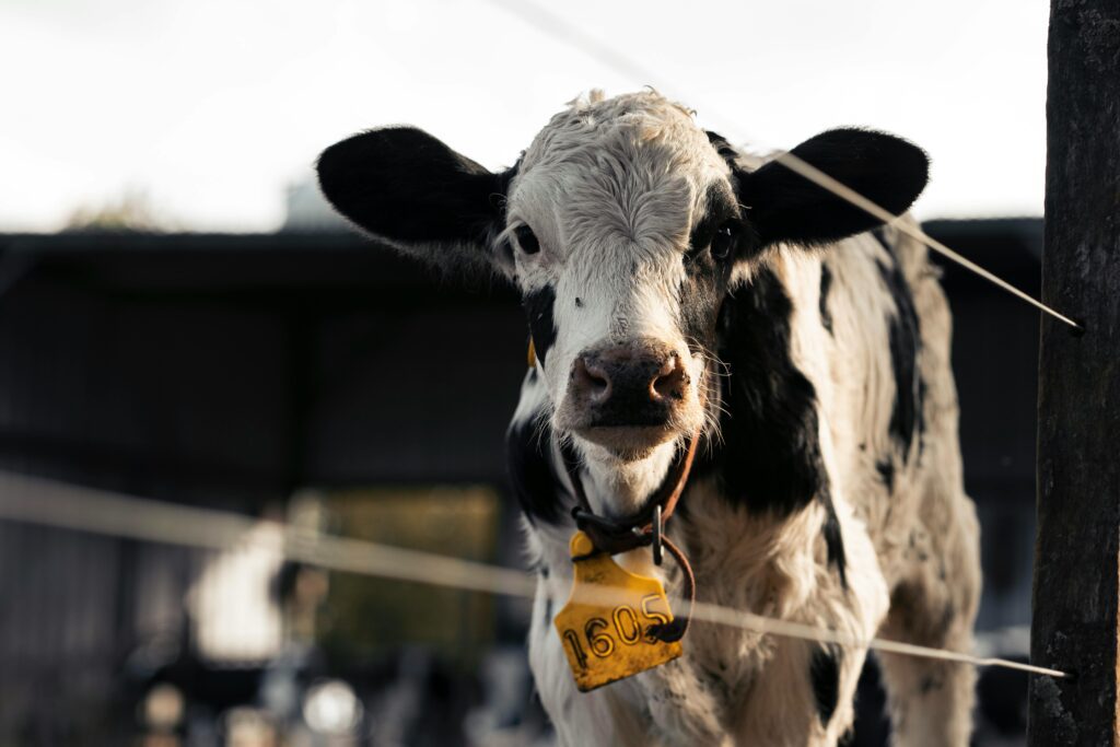cow farm