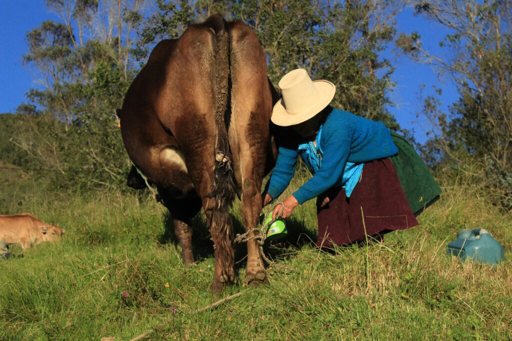 Animal Nutrition