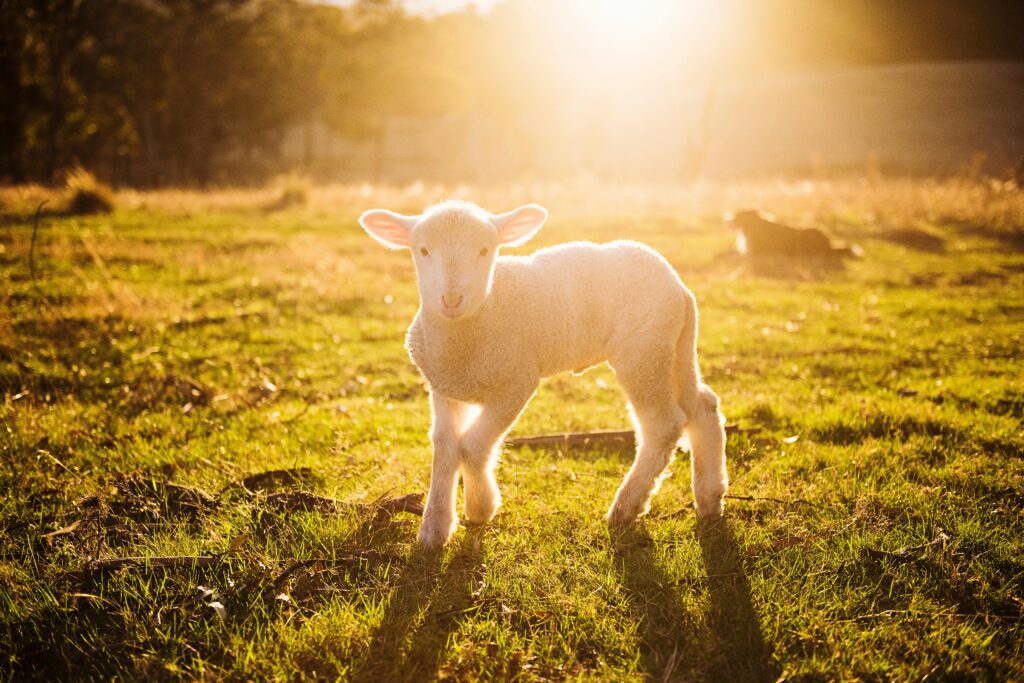 sheep farm