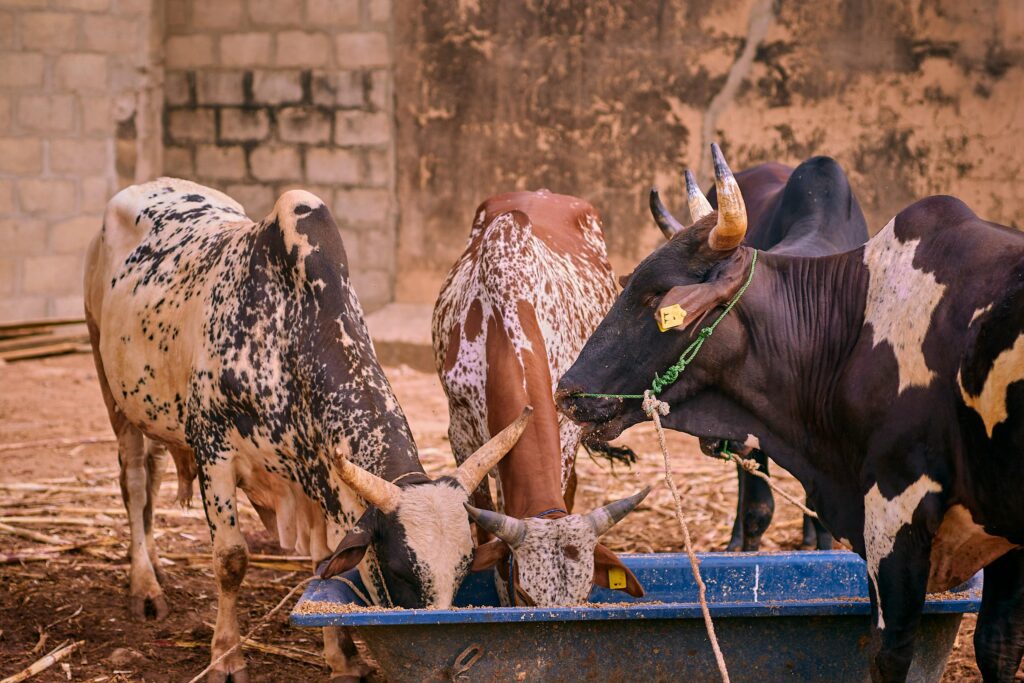 Animal Nutrition