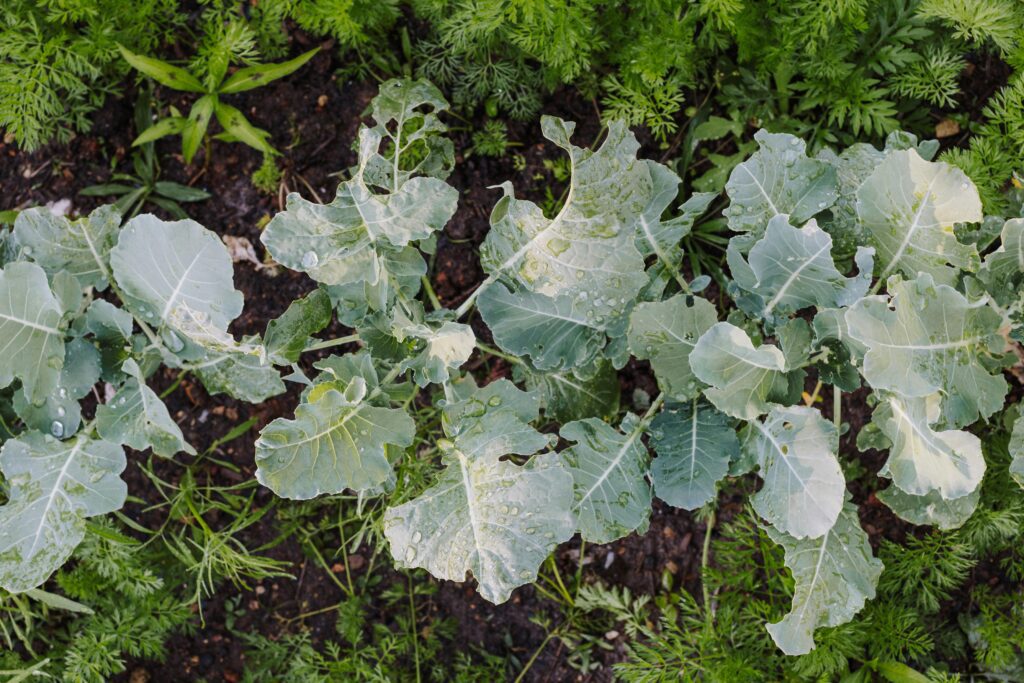 biodynamic farming