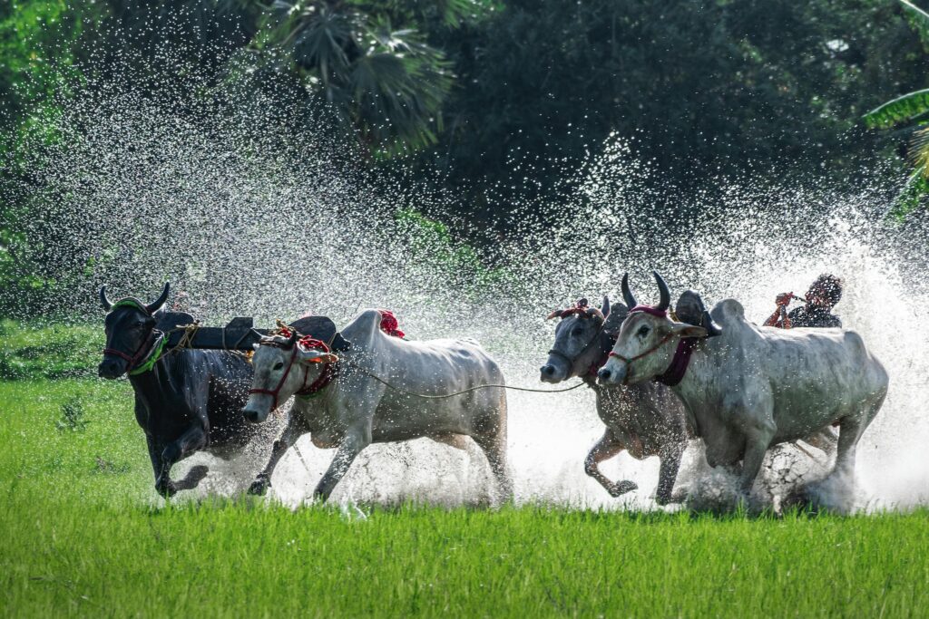 Four decorated bullocks race through a wet, grassy field, kicking up water as part of a traditional rural event.
