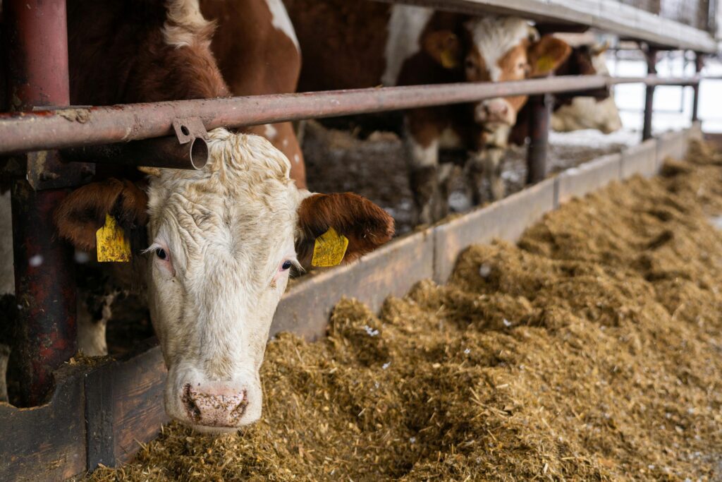 Animal Nutrition