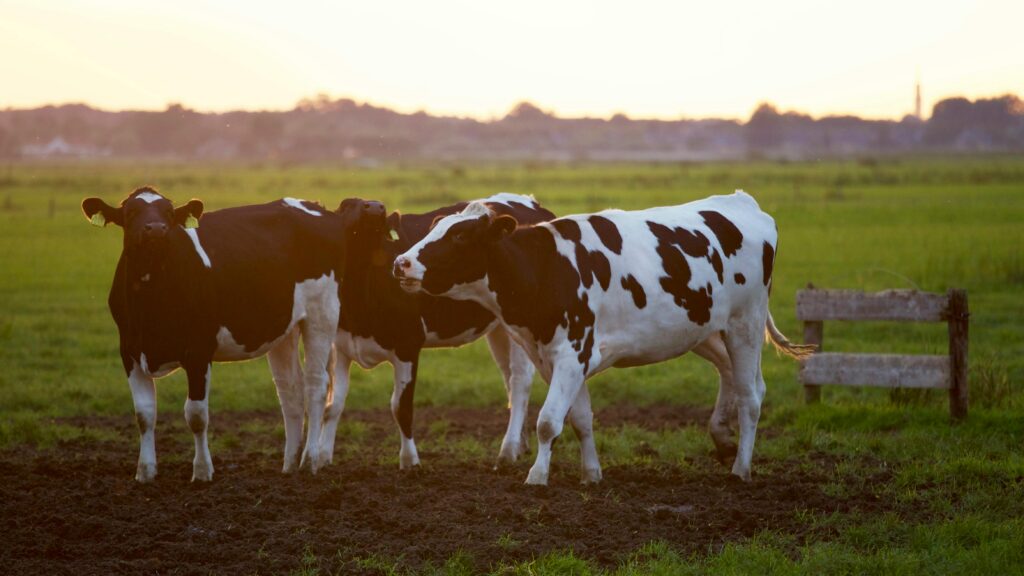 cow farm