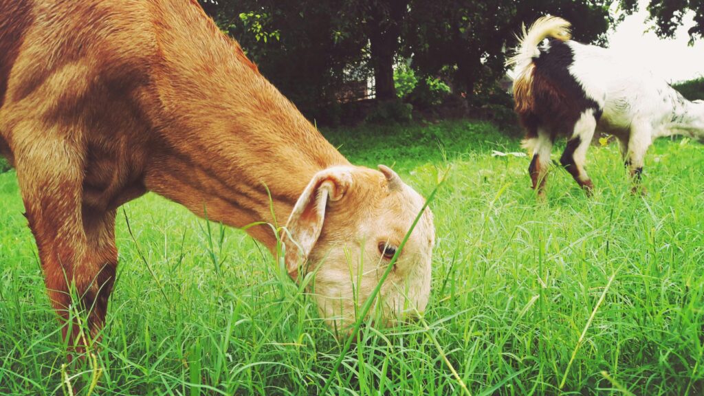 goat farming