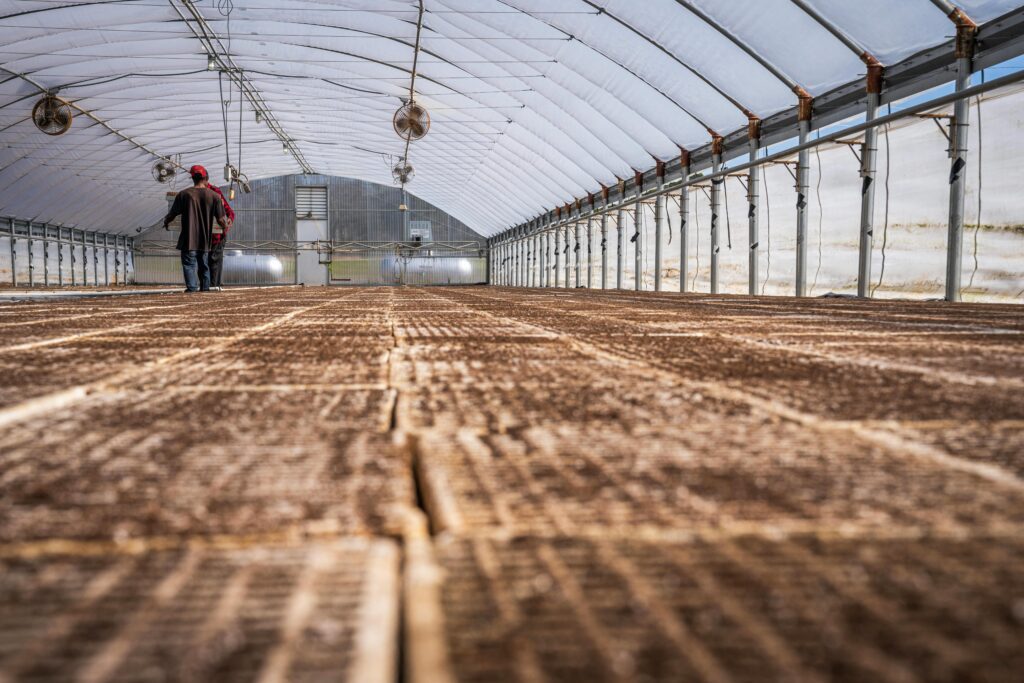 polyhouse farming