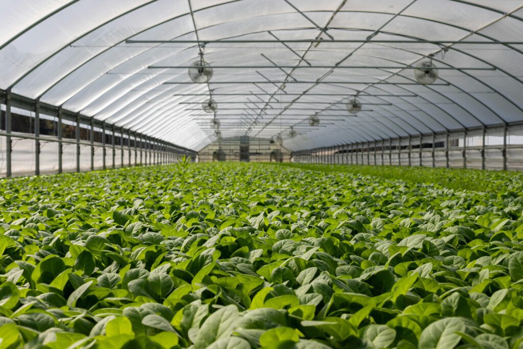 Greenhouse with rows of fresh organic leafy vegetables under controlled farming conditions.
