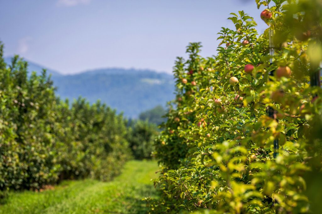Organic apple orchard with ripe fruits growing in rows under natural sunlight.
