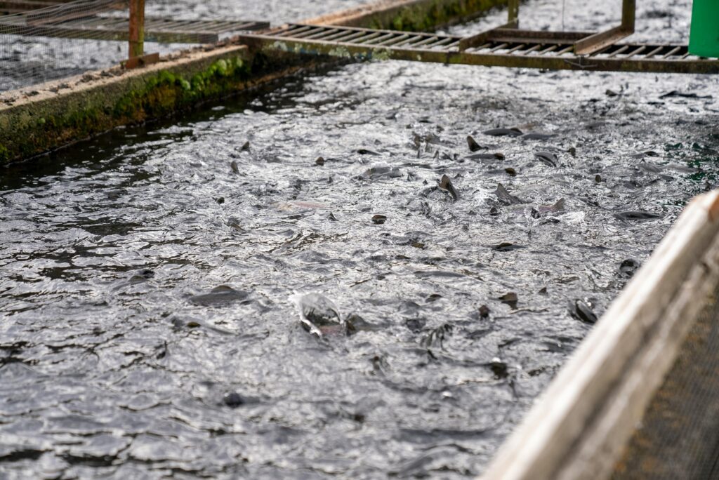 fish farming