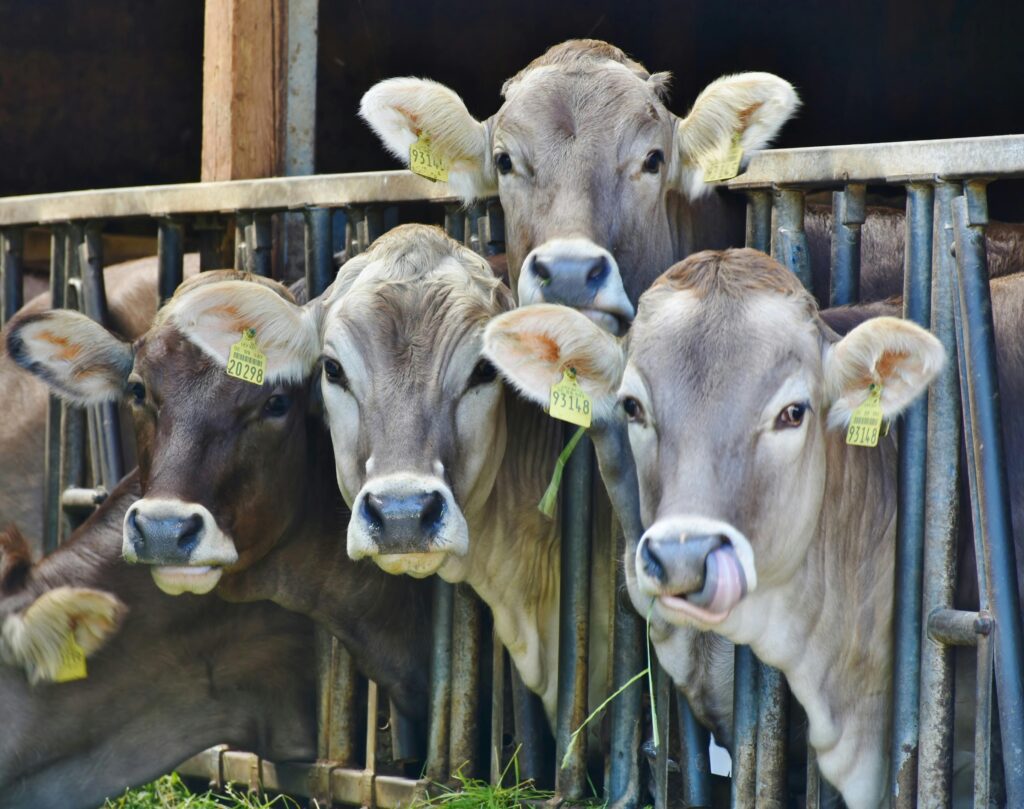 Four young cows with light brown coats and yellow ear tags eat grass at a metal feeding trough.