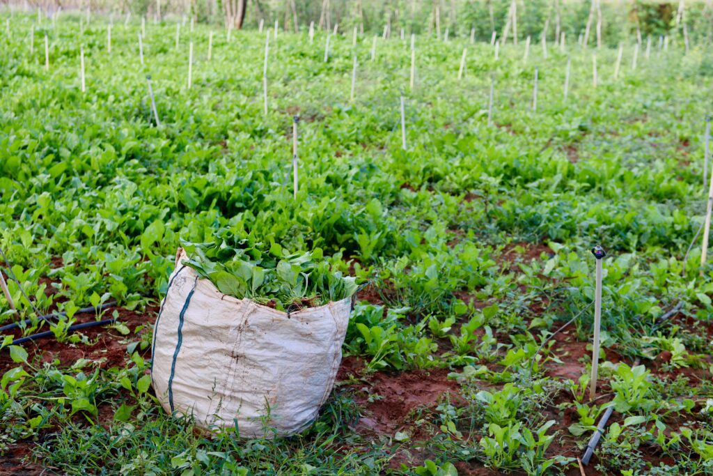 Conventional Farming