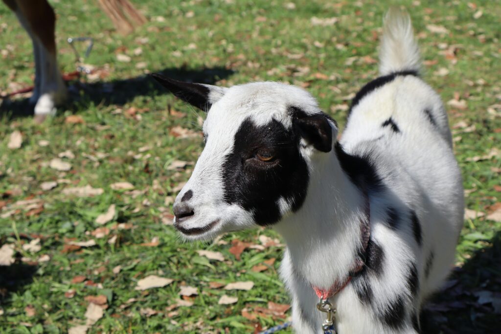 goat farming