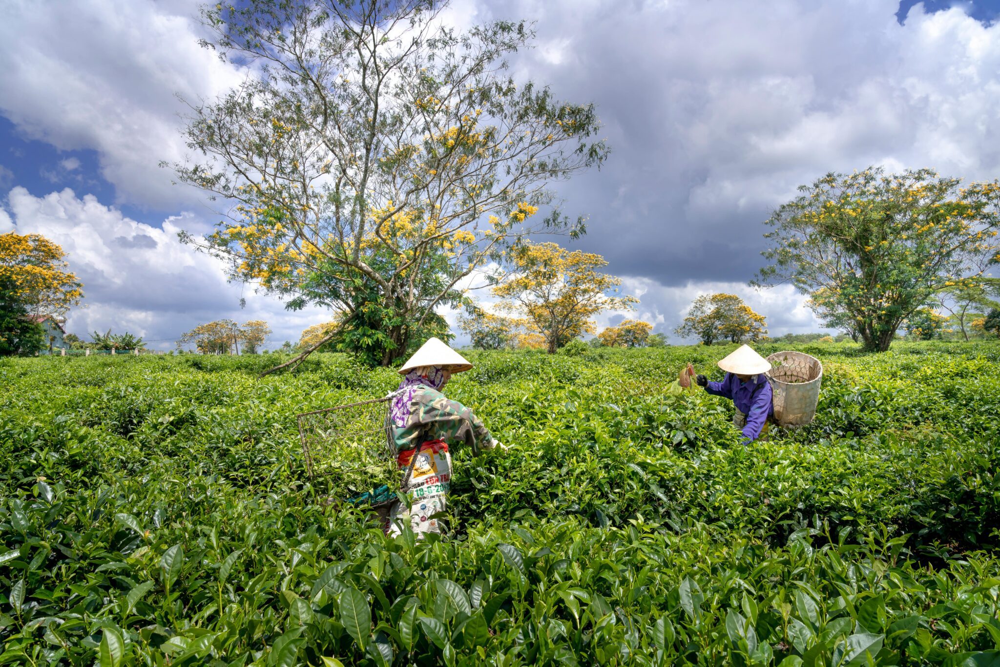 Organic Farming in India: A Beginner’s Guide to Profitable Practices 2025