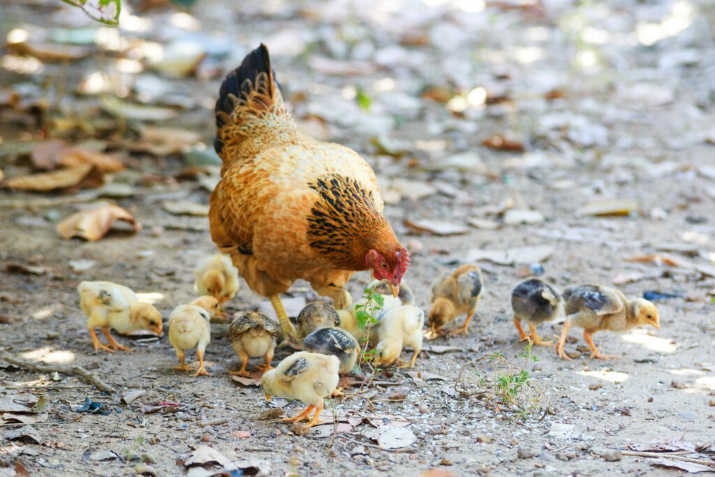 biodynamic farming
