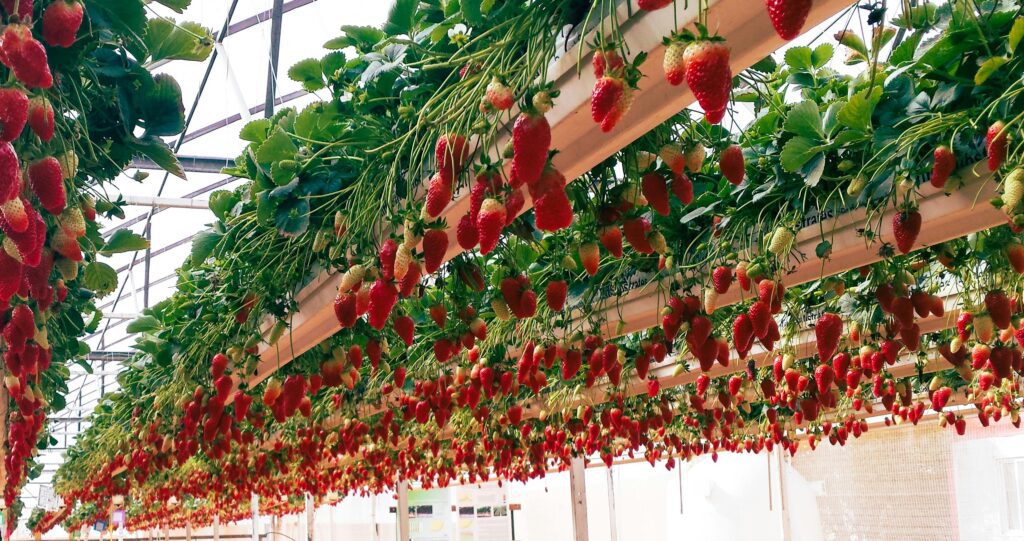Hydroponic Farming