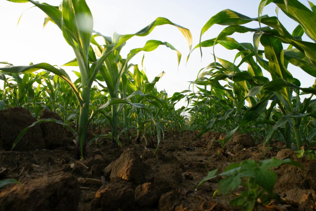 Young maize plants growing in an organic crop field with fertile soil.
