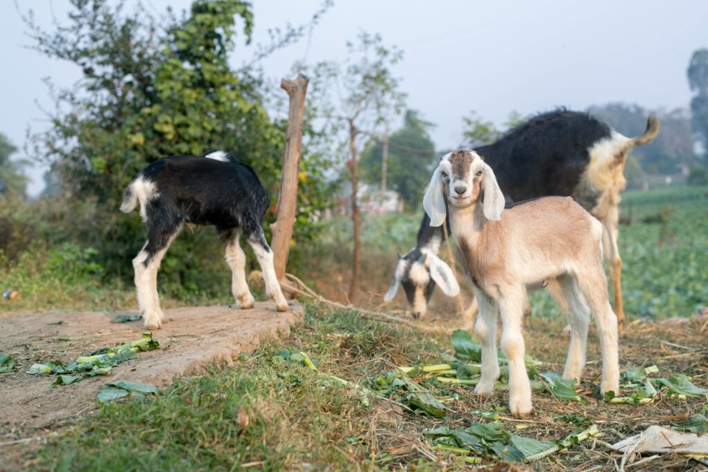 goat farming