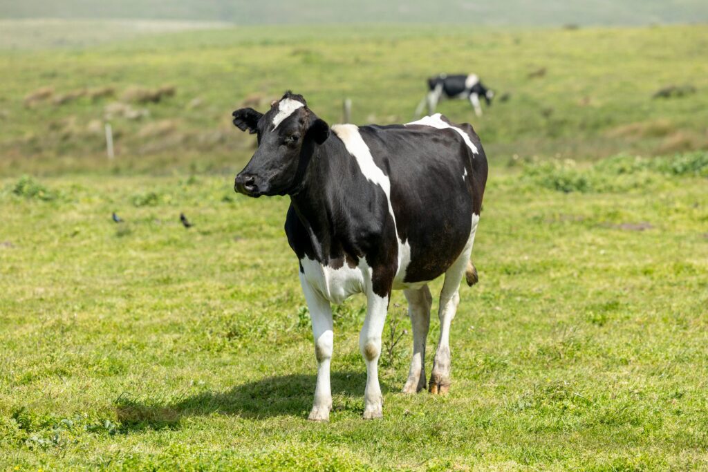 Indian Cow Breeds – This image shows a cow standing on green pasture, representing the variety and adaptability found among native cattle in India.