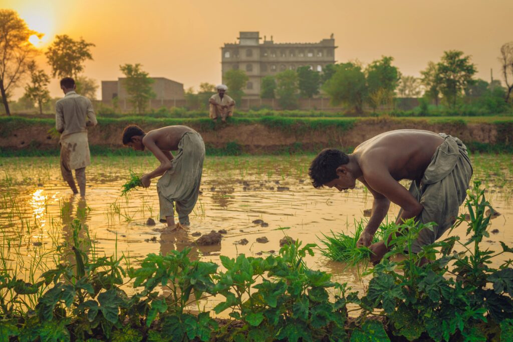 Conventional Farming