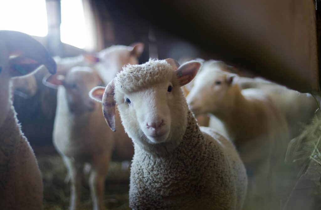 sheep farm