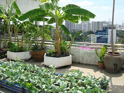 Terrace Farming