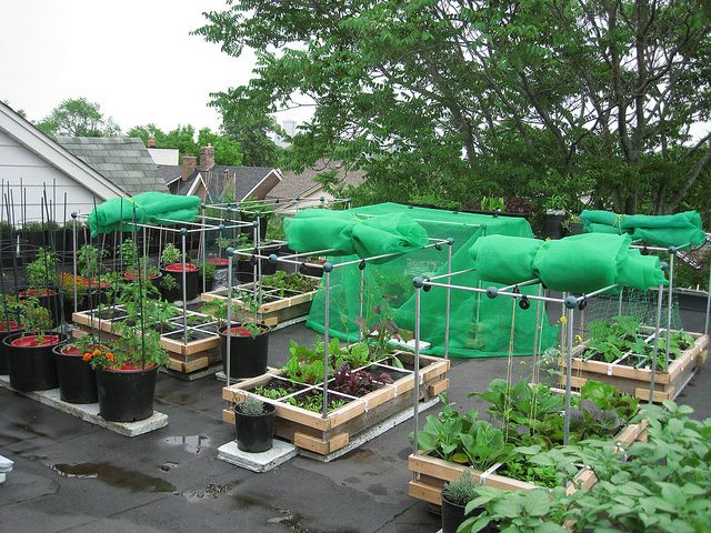 Terrace Farming