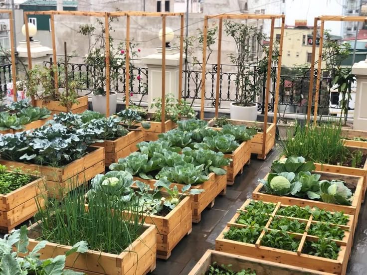 Terrace Farming