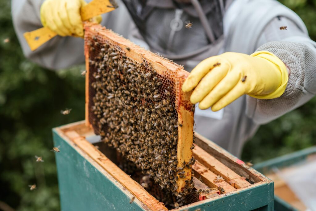 bee farming