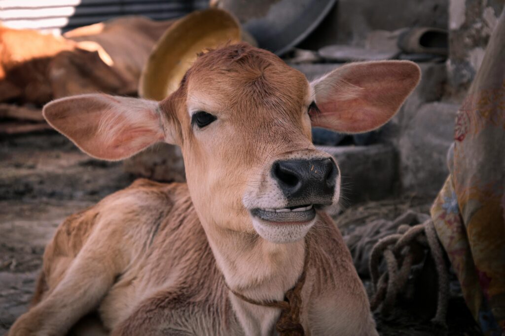 भारतीय गाय