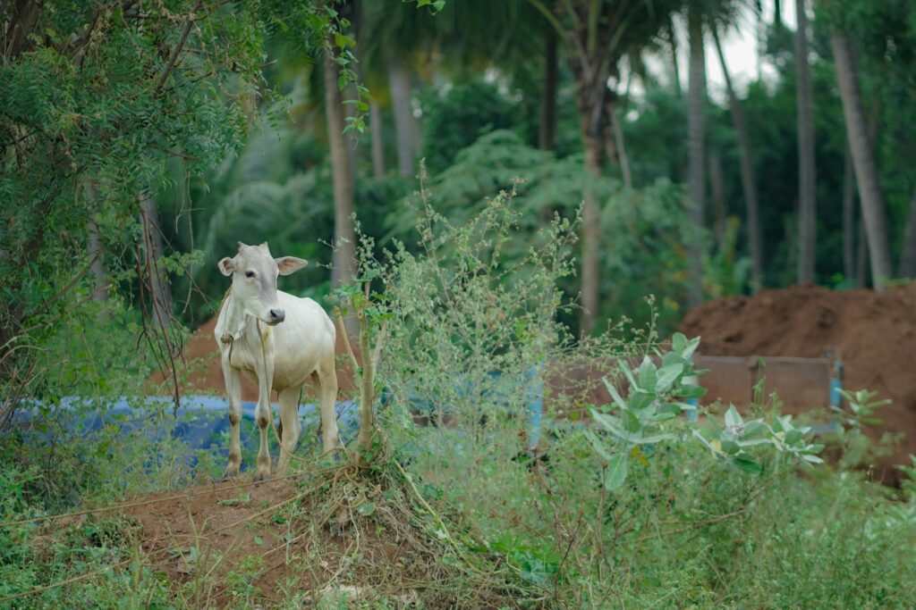 भारतीय गाय