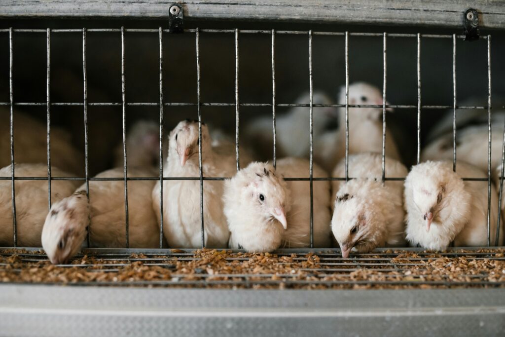 poultry farming
