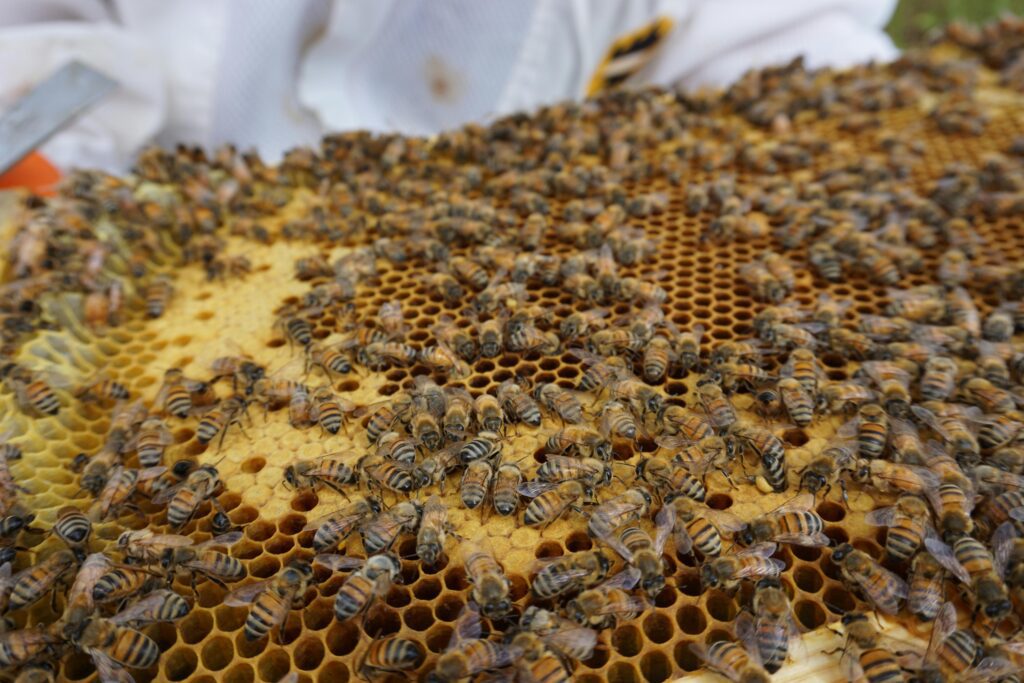 bee farming