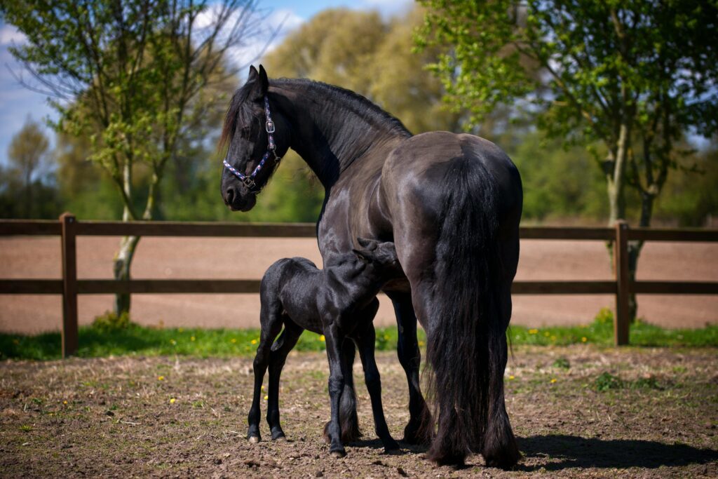 horse breeding
