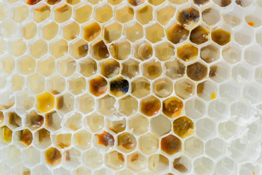 bee farming