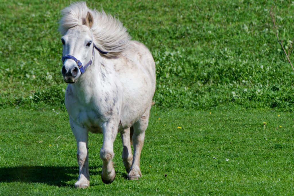 horse breeds