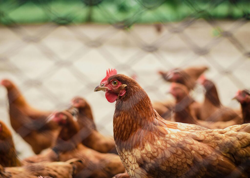 poultry farming