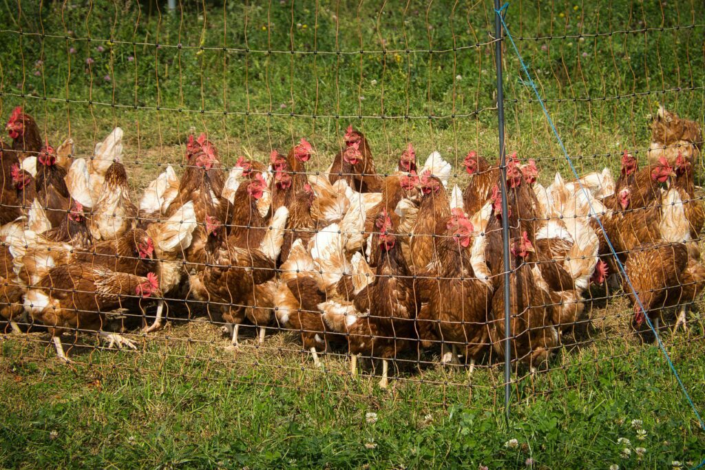 poultry farming